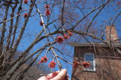 big red tree