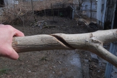 The choking effect of vines