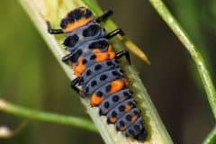 Ladybug-Larvae
