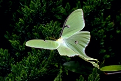 The large and short lived luna moth