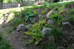 rock-garden