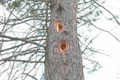 pileated woodpecker