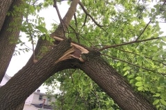 Broken limb of walnut tree
