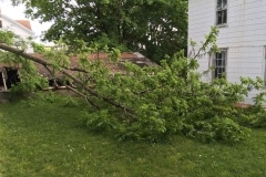 Broken limb of walnut tree