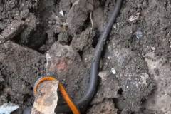 ringneck snake
