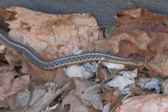 common garter snake
