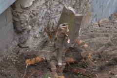 tree stump removal