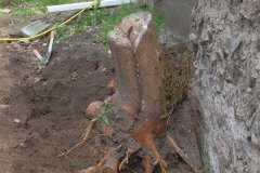 stump3