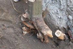 stump6