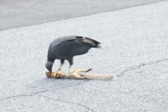 vulture