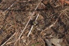 wildlife