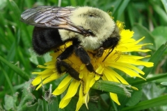bumblebee2