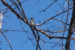 woodpecker