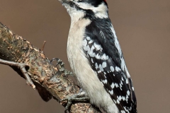 woodpecker2