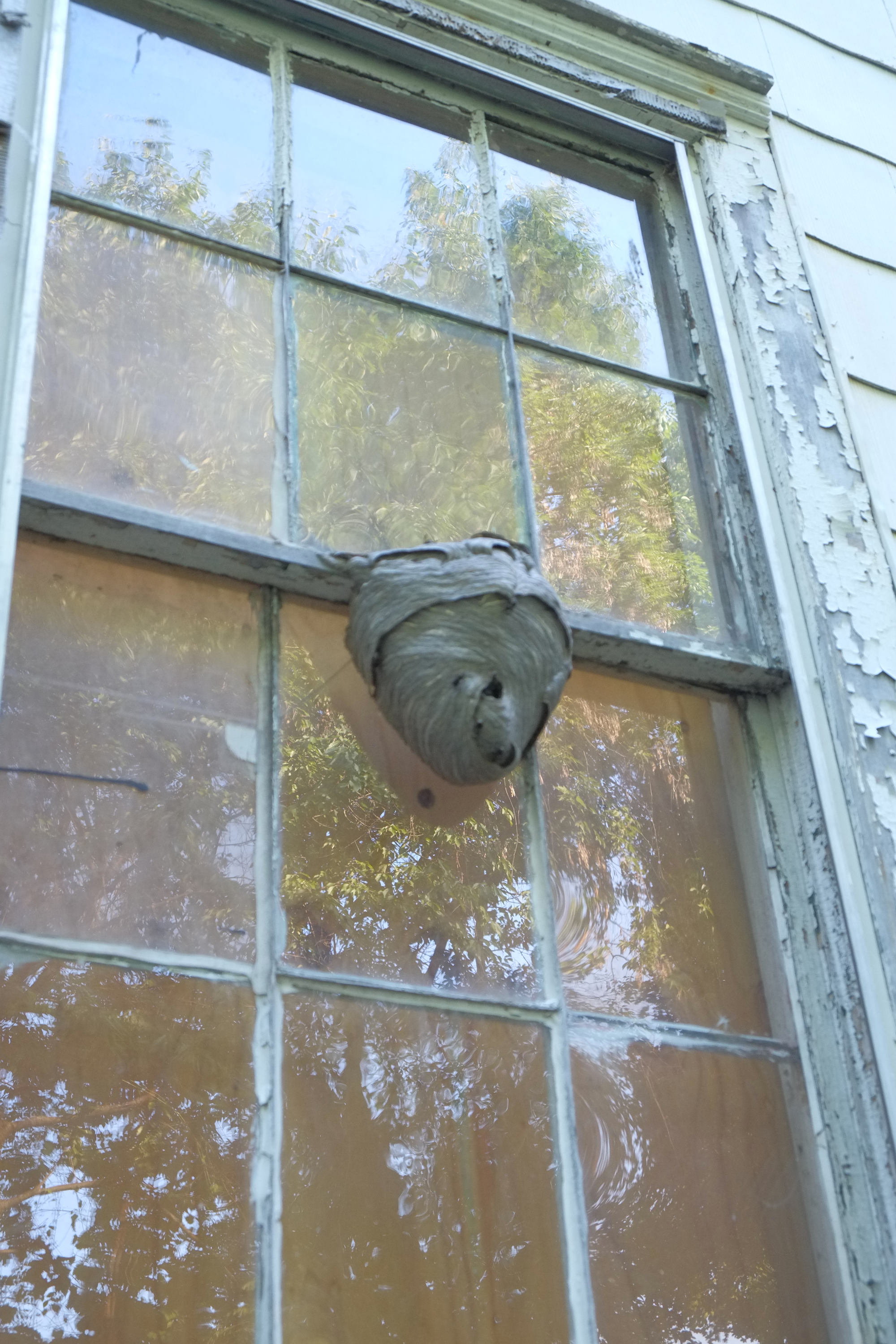 Beautiful bald faced hornet nest on window3